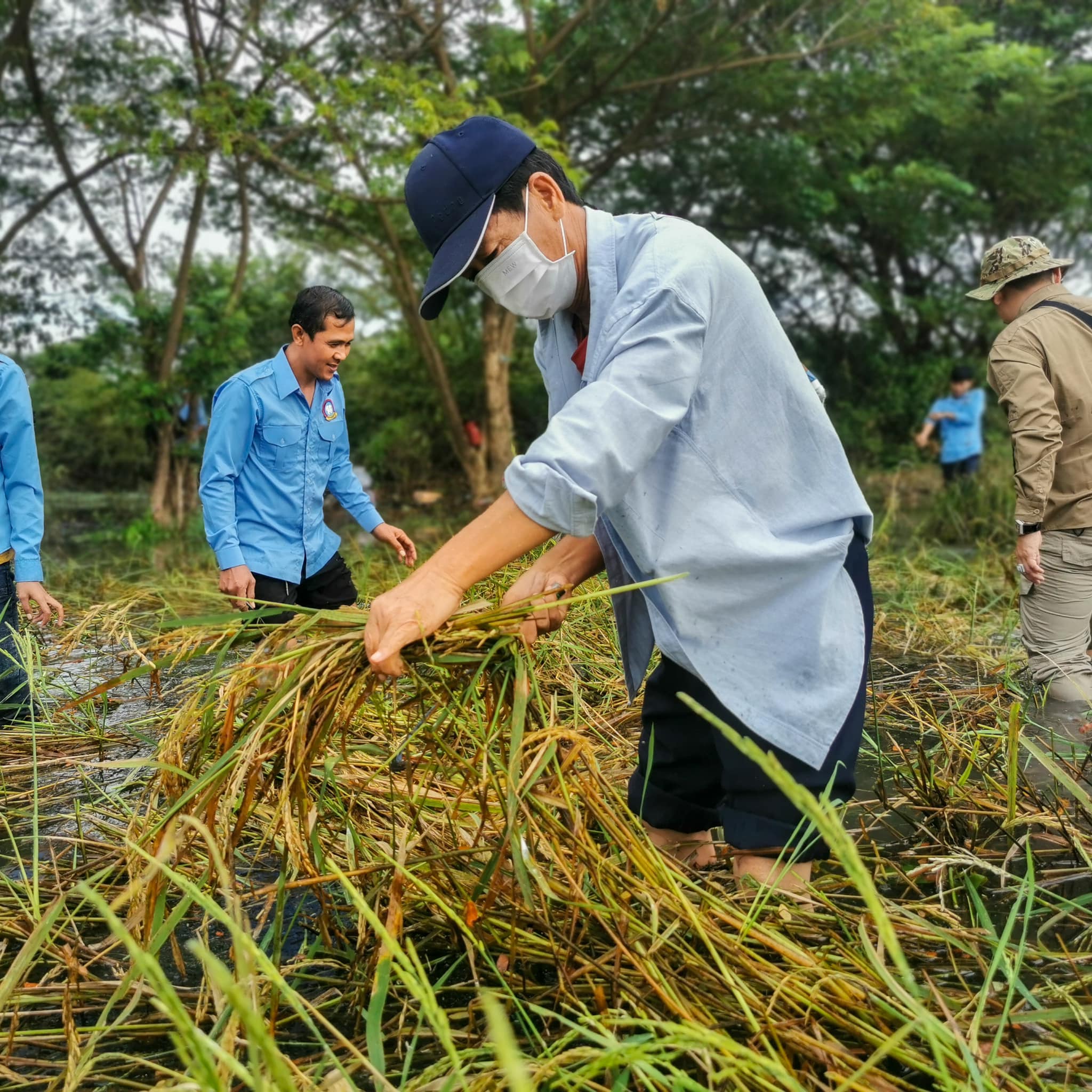 帮助马德望巴农区 Sneng公社的农民收割稻谷